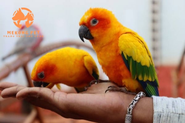 Vẹt Sun Conure có thể nói tuy nhiên không hay và rõ bằng các giống vẹt chuyên nói khác.